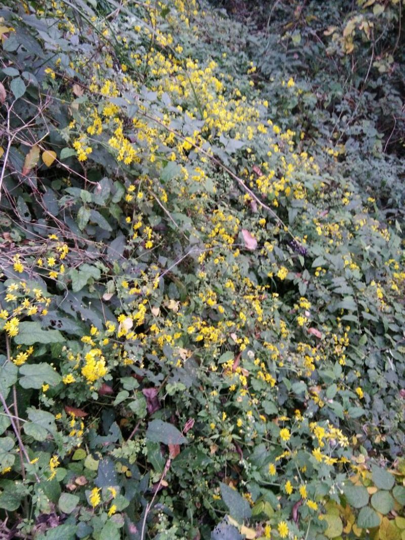 野菊花散装