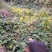 野菊花散装