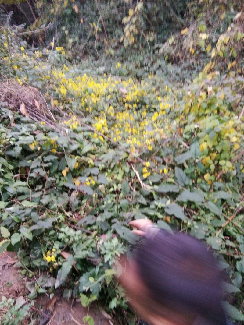 野菊花散装