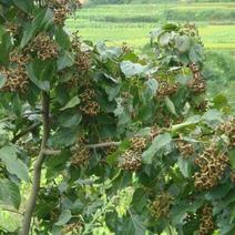 沙拐枣苗沙拐枣家庭后院盆栽种植成活率高产量高甜蜜好吃