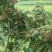 沙拐枣苗沙拐枣家庭后院盆栽种植成活率高产量高甜蜜好吃