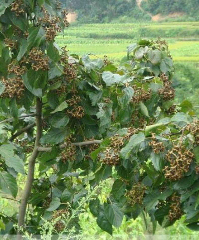 沙拐枣苗沙拐枣家庭后院盆栽种植成活率高产量高甜蜜好吃