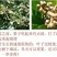 沙拐枣苗沙拐枣家庭后院盆栽种植成活率高产量高甜蜜好吃