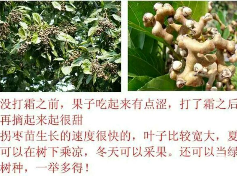 沙拐枣苗沙拐枣家庭后院盆栽种植成活率高产量高甜蜜好吃