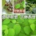 沙拐枣苗沙拐枣家庭后院盆栽种植成活率高产量高甜蜜好吃