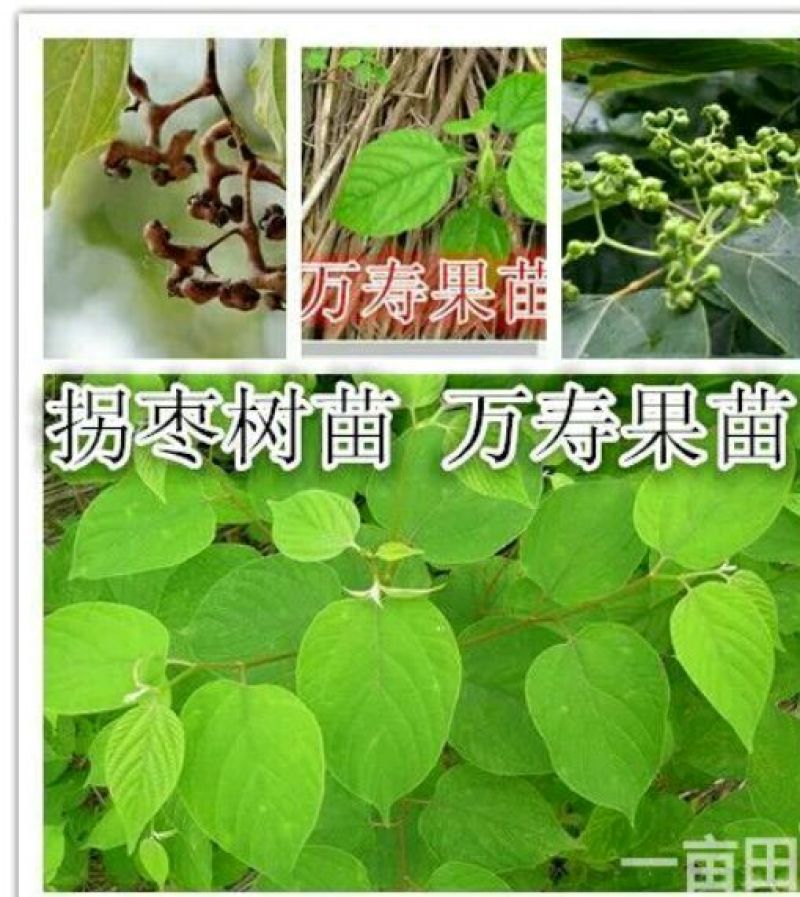 沙拐枣苗沙拐枣家庭后院盆栽种植成活率高产量高甜蜜好吃