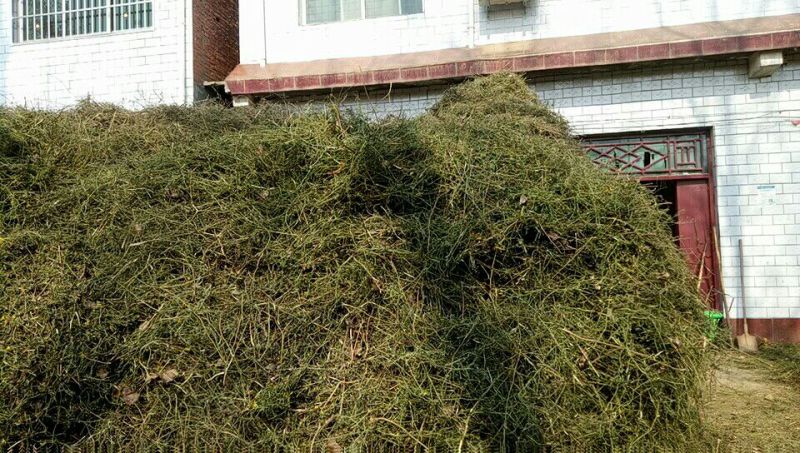 野菊花散装