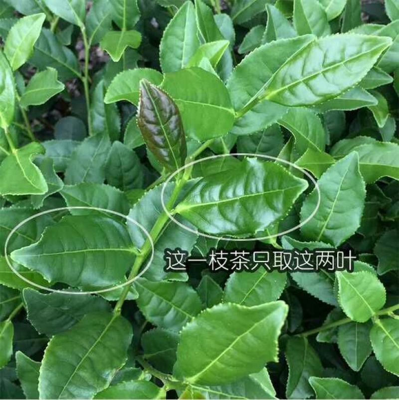 铁观音高山特级兰花韵250g/盒2盒共500g包邮