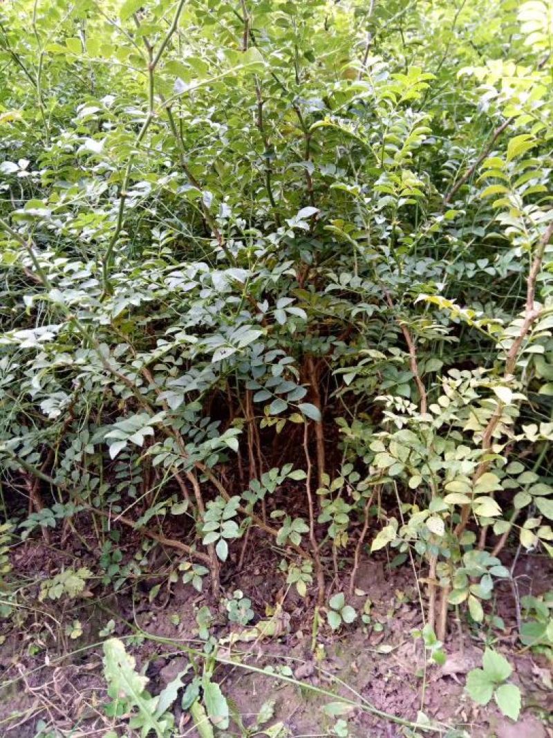 刺梨鲜
