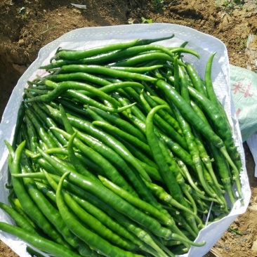 鲜辣椒15~20厘米青中辣