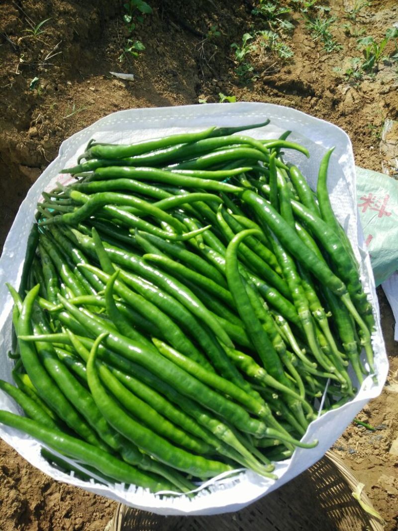 鲜辣椒15~20厘米青中辣