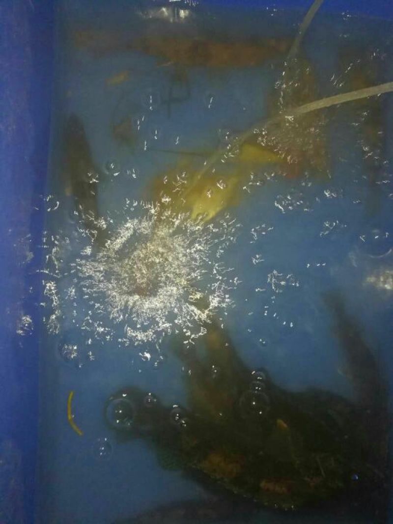 鳜鱼食用活鱼10~20cm