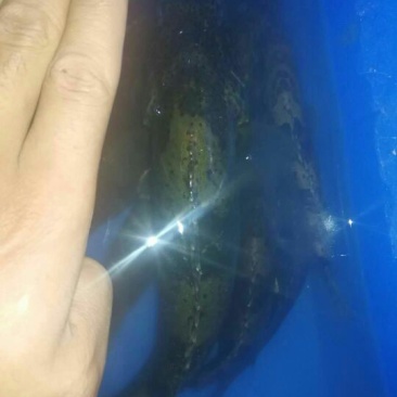鳜鱼食用活鱼10~20cm