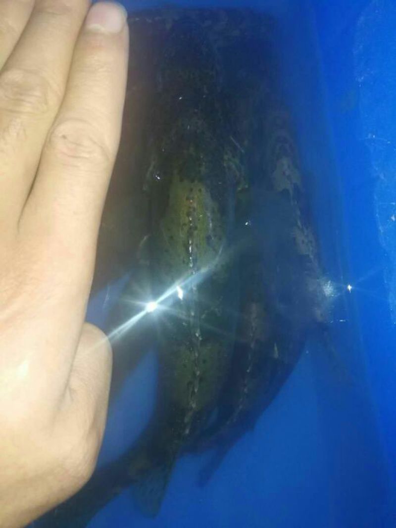 鳜鱼食用活鱼10~20cm