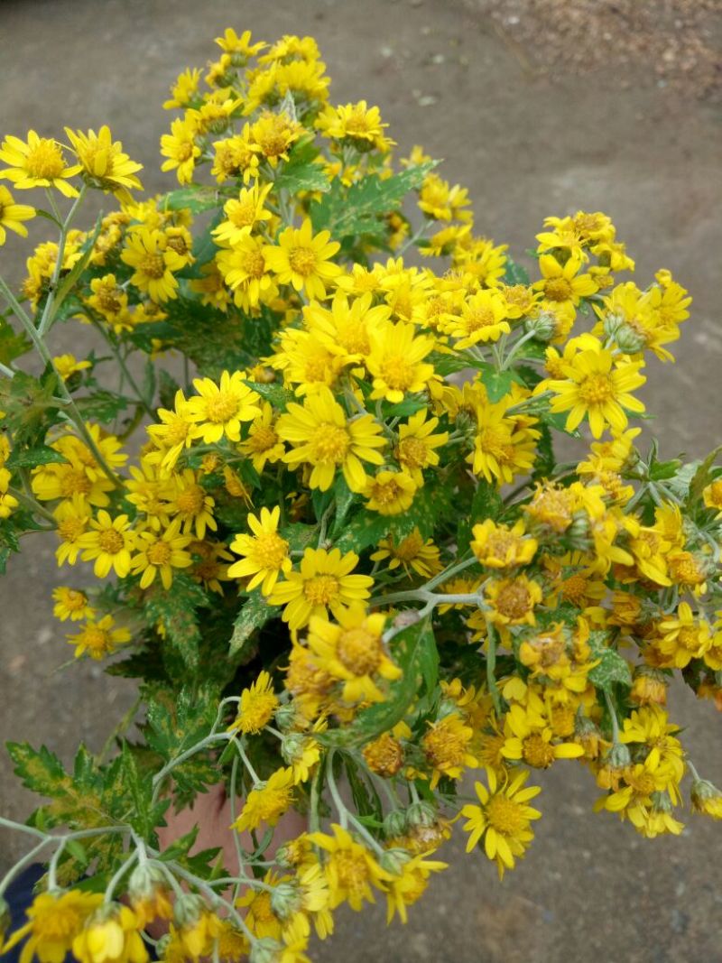 野菊花散装
