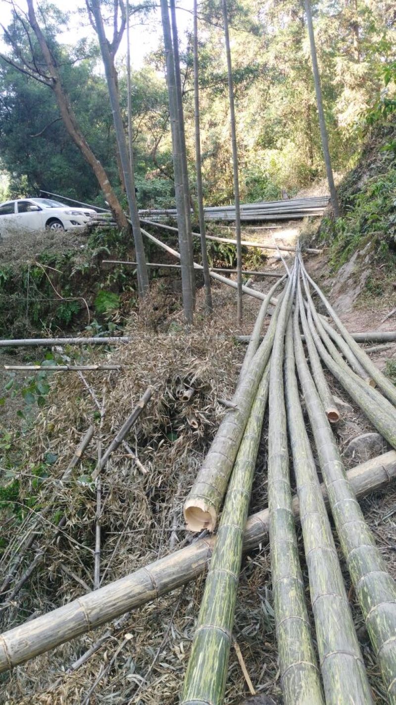 楠竹6cm以上6米以上