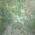 野菊花袋装