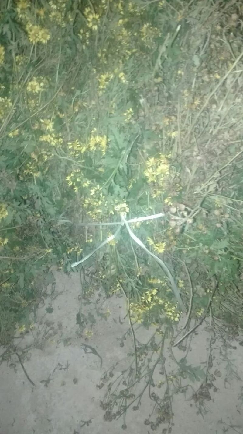 野菊花袋装