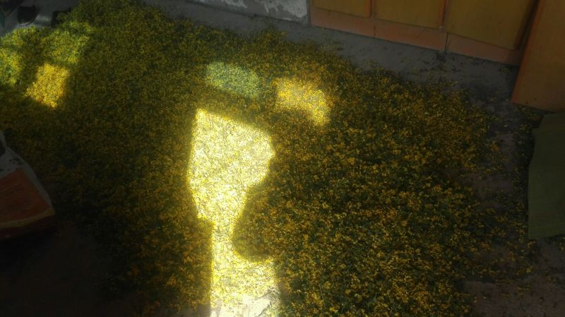野菊花袋装