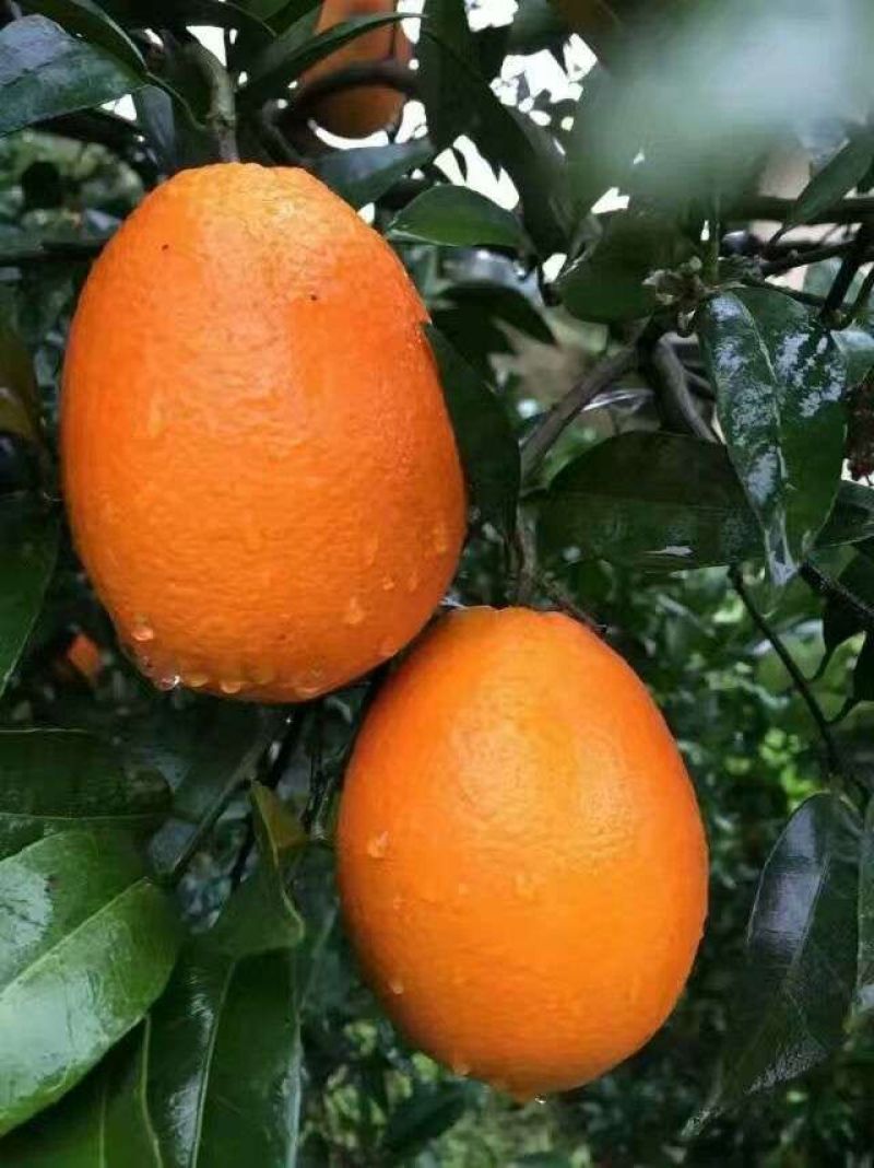 大量脐橙产地直销