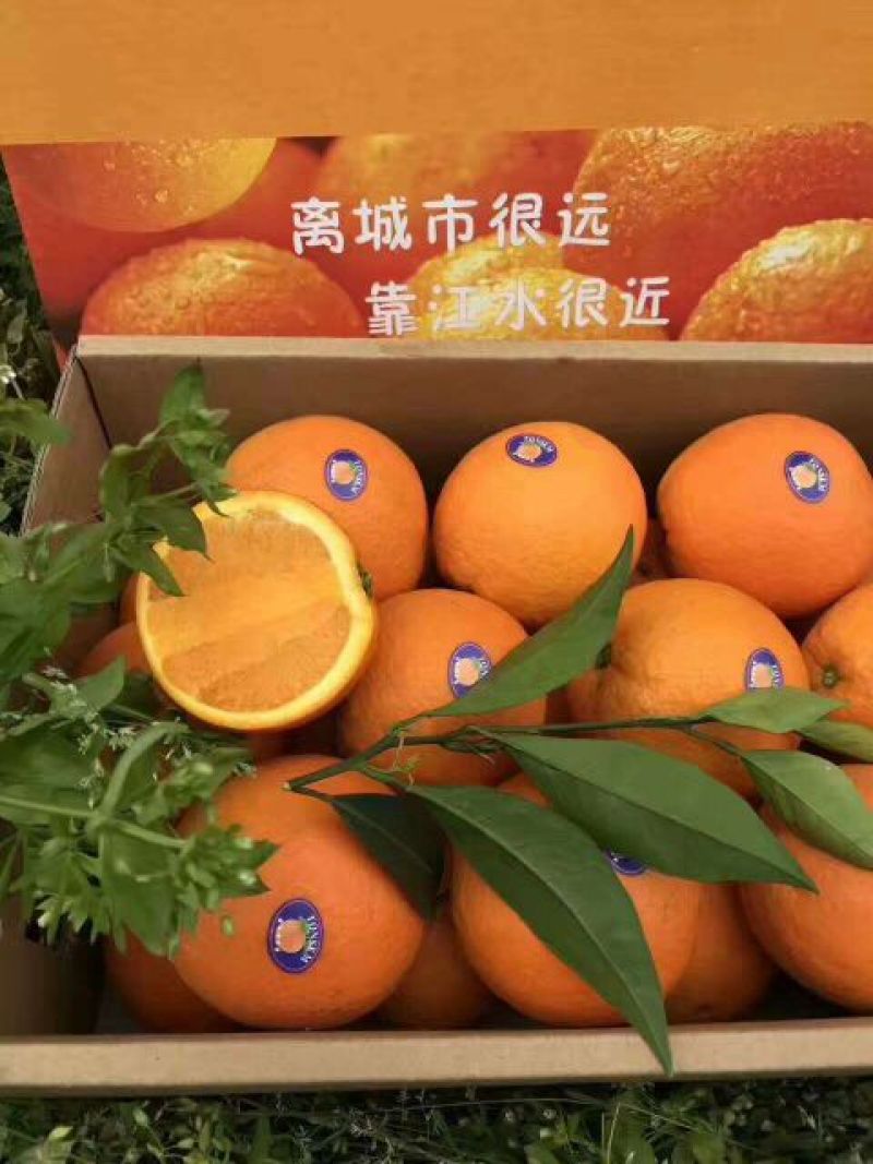 大量脐橙产地直销