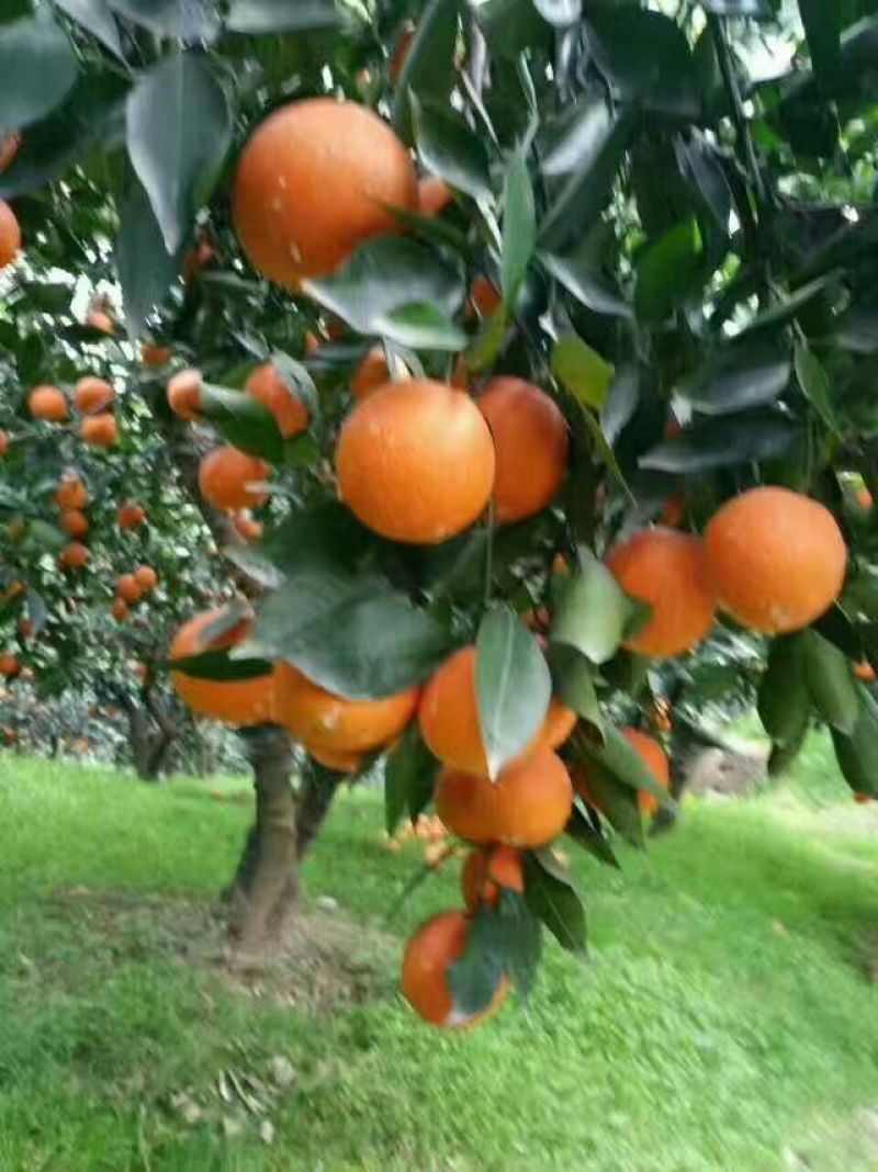大量脐橙产地直销