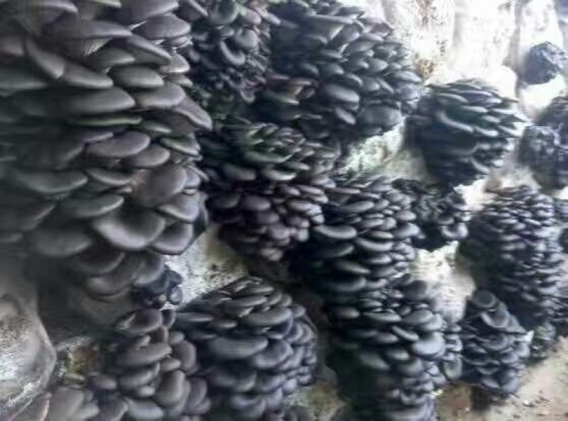 【精选菌棒】河北邯郸平菇菌种基地种植量大从优