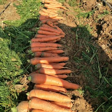 三红胡萝卜带土3两以上15厘米以上红