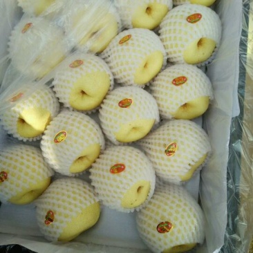 平遥酥梨(一级，二级)纸袋大量供货，保质保量