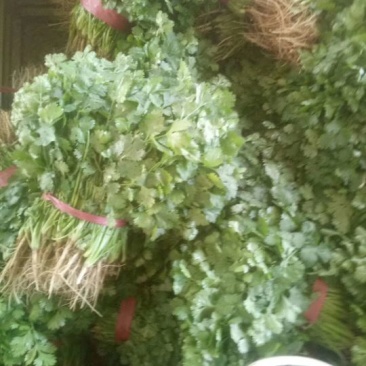 河南焦作博爱大叶香菜20~30厘米基地直供可视频看货