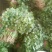 河南焦作博爱大叶香菜20~30厘米基地直供可视频看货