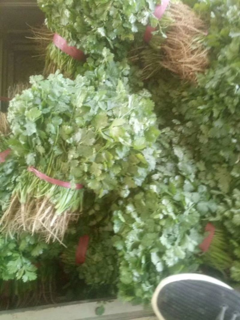 河南焦作博爱大叶香菜20~30厘米基地直供可视频看货