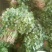 河南焦作博爱大叶香菜20~30厘米基地直供可视频看货