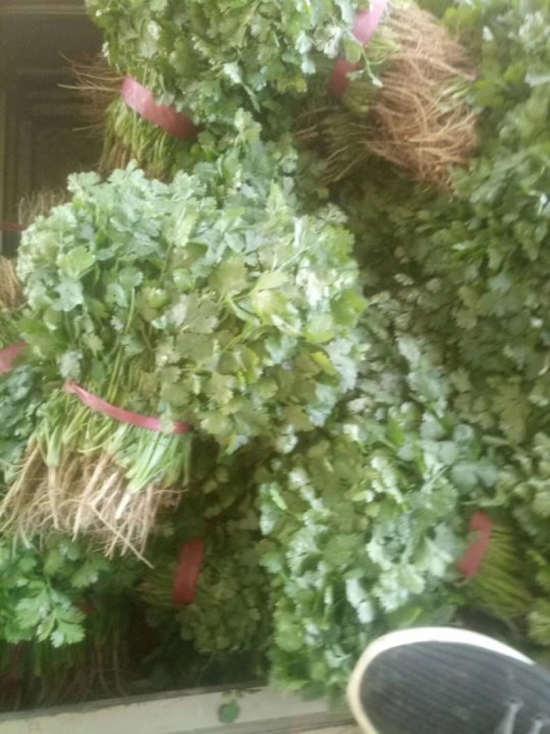 河南焦作博爱大叶香菜20~30厘米基地直供可视频看货