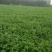 河南焦作博爱大叶香菜20~30厘米基地直供可视频看货