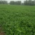 河南焦作博爱大叶香菜20~30厘米基地直供可视频看货