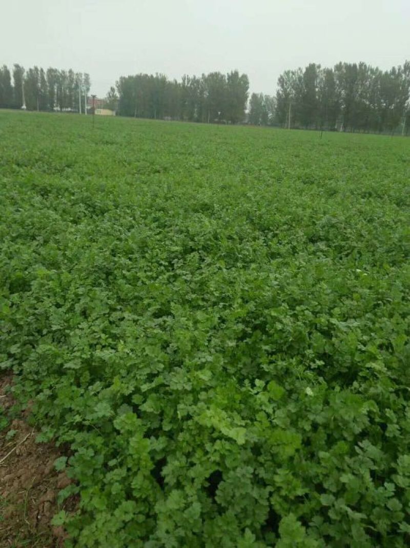 河南焦作博爱大叶香菜20~30厘米基地直供可视频看货