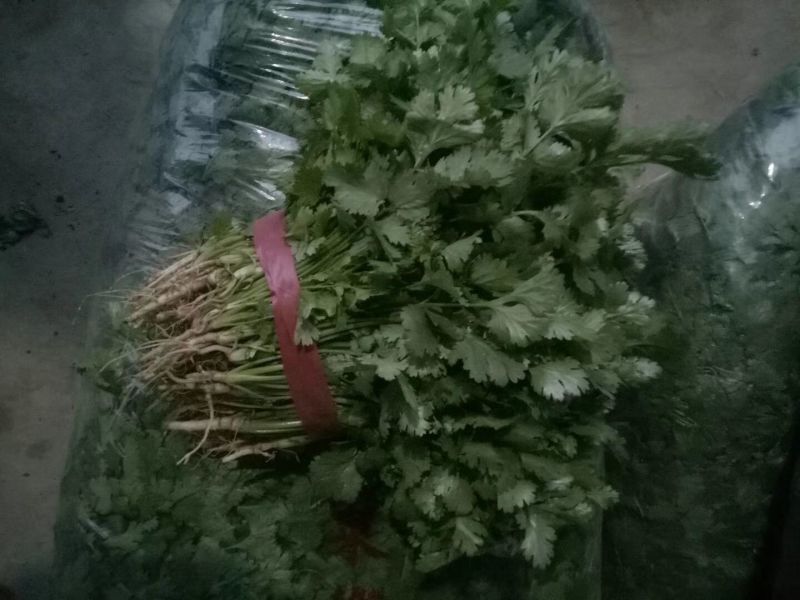 河南焦作博爱大叶香菜20~30厘米基地直供可视频看货