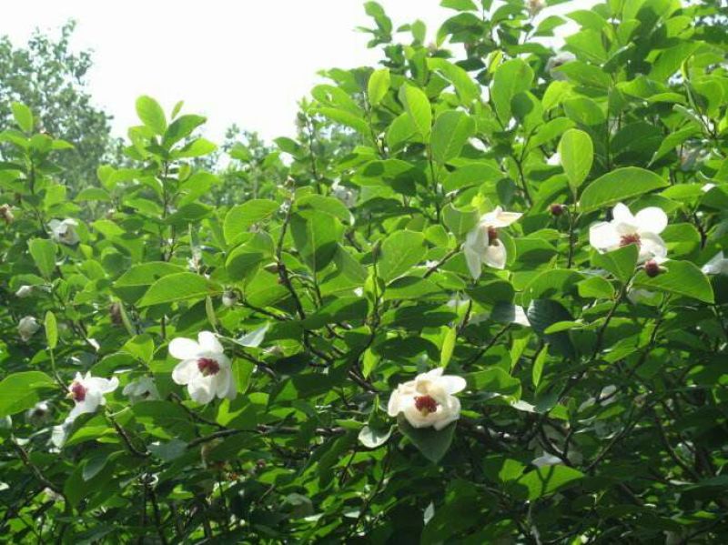 天女木兰苗，天女木兰花苗天女花树苗种子