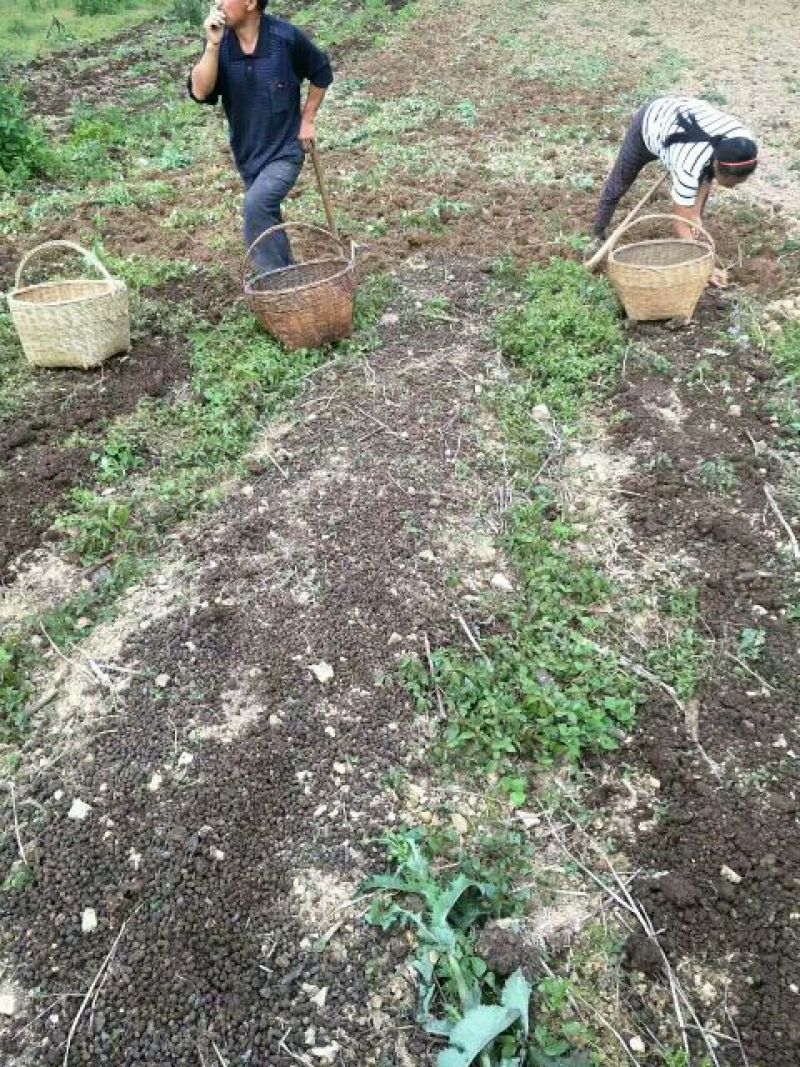 川贝母家种大统个