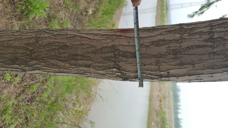 金丝柳18~20cm16~18cm4米以上