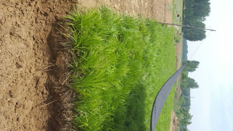 麦冬草