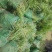 麦冬草