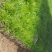 麦冬草
