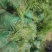麦冬草