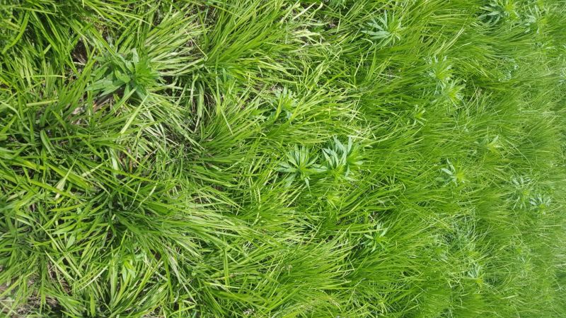 麦冬草