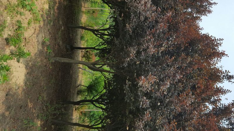 紫叶李