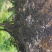 紫叶李