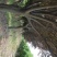 紫叶李