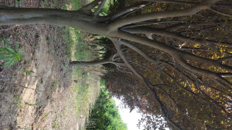紫叶李